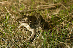 Lithobates areolatus circulosus