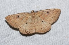Casbia melanops