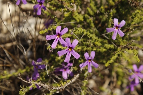 Image of Jamesbrittenia microphylla by (c) Karen Eichholz, some rights reserved (CC BY)