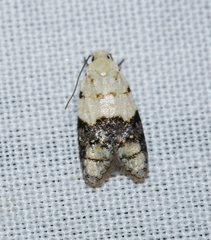 Tracholena sulfurosa