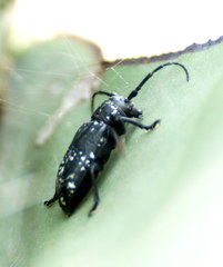 Acanthoderes funeraria
