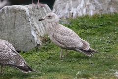 Larus glaucoides thayeri