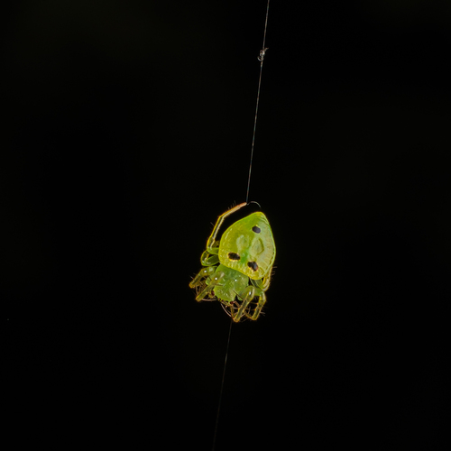 Testudinaria lemniscata