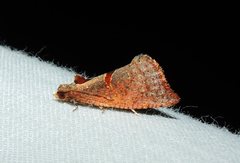 Glyphidoptera insignana