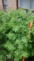 Rosa multiflora