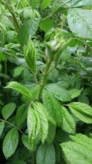 Rosa multiflora