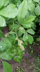 Rosa multiflora