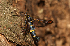 Synanthedon conopiformis