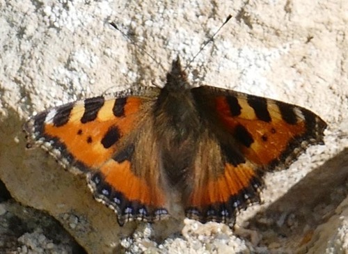 Aglais urticae