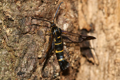 Synanthedon conopiformis