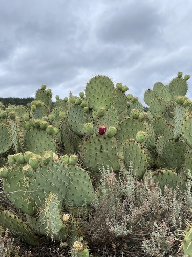 Image of Opuntia orbiculata by (c) Quentin His, some rights reserved (CC BY)