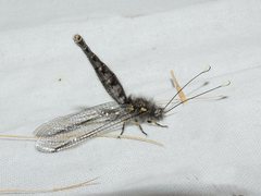 Suhpalacsa inconspicua