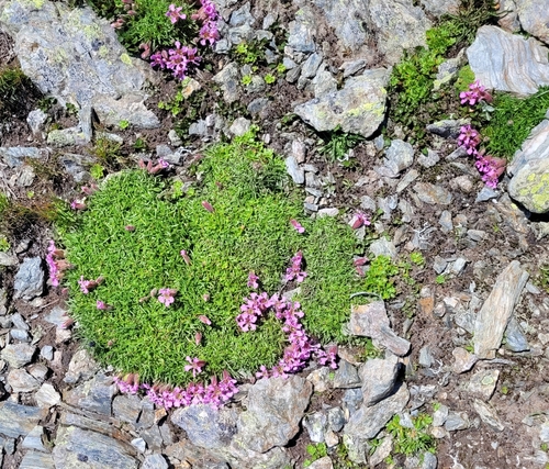 Image of Saponaria pumila by (c) ahabo, some rights reserved (CC BY)