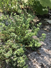 Scleranthus perennis