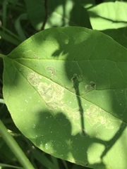 Amauromyza pleuralis