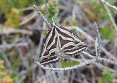 Dichromodes confluaria