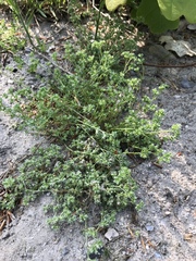 Scleranthus perennis