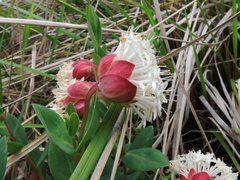 Pimelea ligustrina
