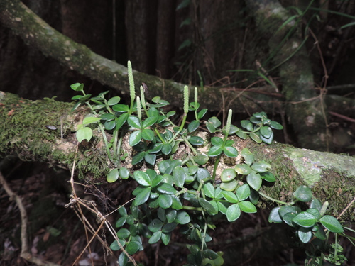 Peperomia tetraphylla image