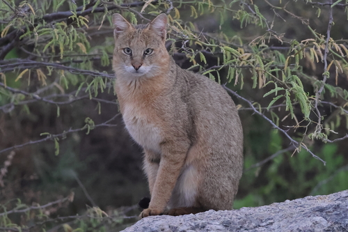 ジャングルキャット