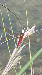 Libellula needhami