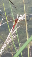 Libellula needhami