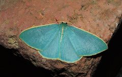 Chlorocoma assimilis