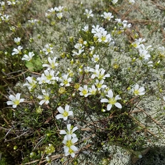 Mononeuria glabra