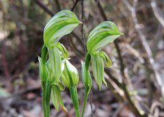 Pterostylis smaragdyna