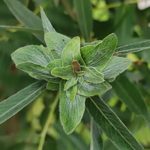 Willow Rose Gall Midge, 1066 BJ Amsterdam, Nederland, photo 8 of 10