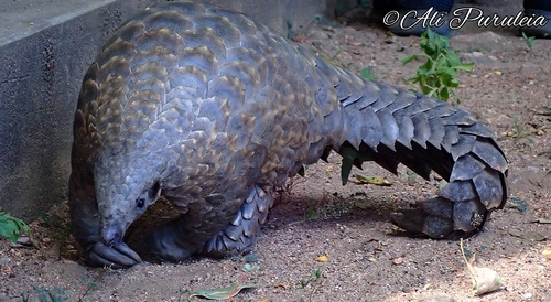 Temminck's Ground Pangolin