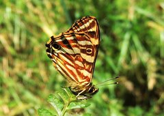 Oreixenica kershawi