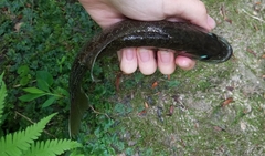 Micropterus coosae