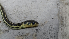 Thamnophis pulchrilatus