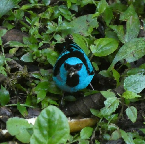 Black-legged Dacnis (Dacnis nigripes), photo 3