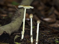 Fungi