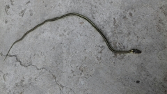 Thamnophis pulchrilatus
