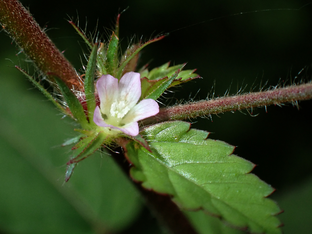 Melochia melissifolia