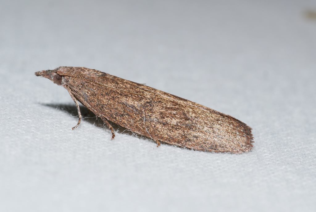 Tirathaba monoleuca