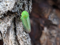 Cicadellidae