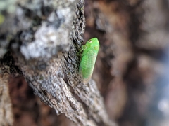 Cicadellidae