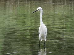 Egretta garzetta