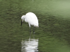 Egretta garzetta
