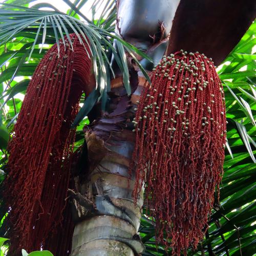 Oenocarpus bacaba, photograph 3