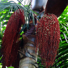 Oenocarpus bacaba, photograph (c) Tom Riggle, some rights reserved (CC BY-SA)