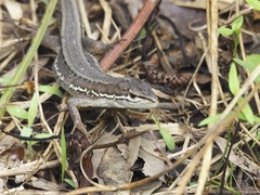 Takydromus tachydromoides
