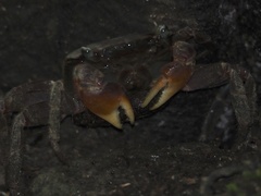 Chiromantes haematocheir