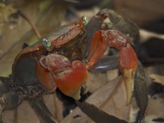 Chiromantes haematocheir