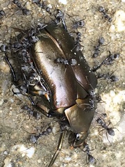 Pseudotorynorrhina japonica