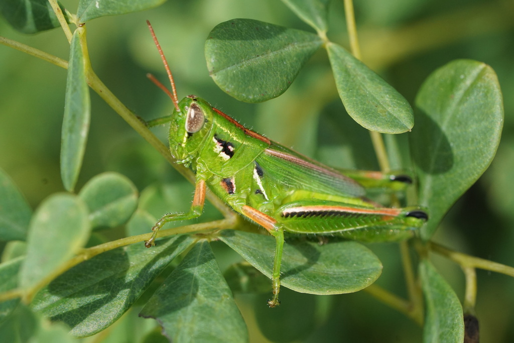 Snakeweed Grasshopper